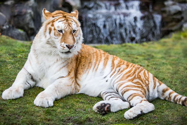 Breakfast with Santa